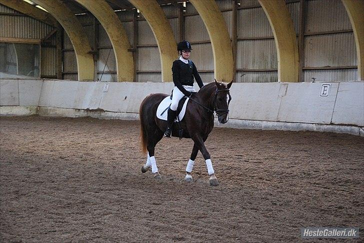 New Forest Igor <3 - Indridning i middelskridt - LD2.<3
Foto af - Christina billede 12