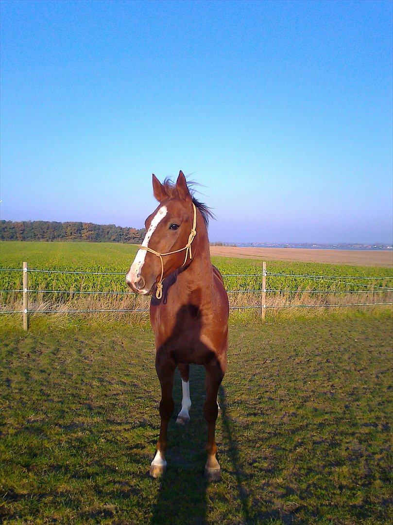 Traver Powerful Winning - Efter lidt Parelli træning <3 billede 5