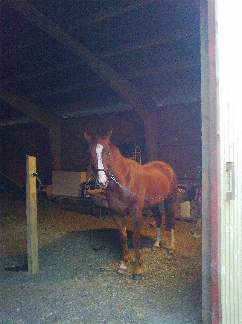 Traver Powerful Winning - Power på strilepladsen hehe billede 6