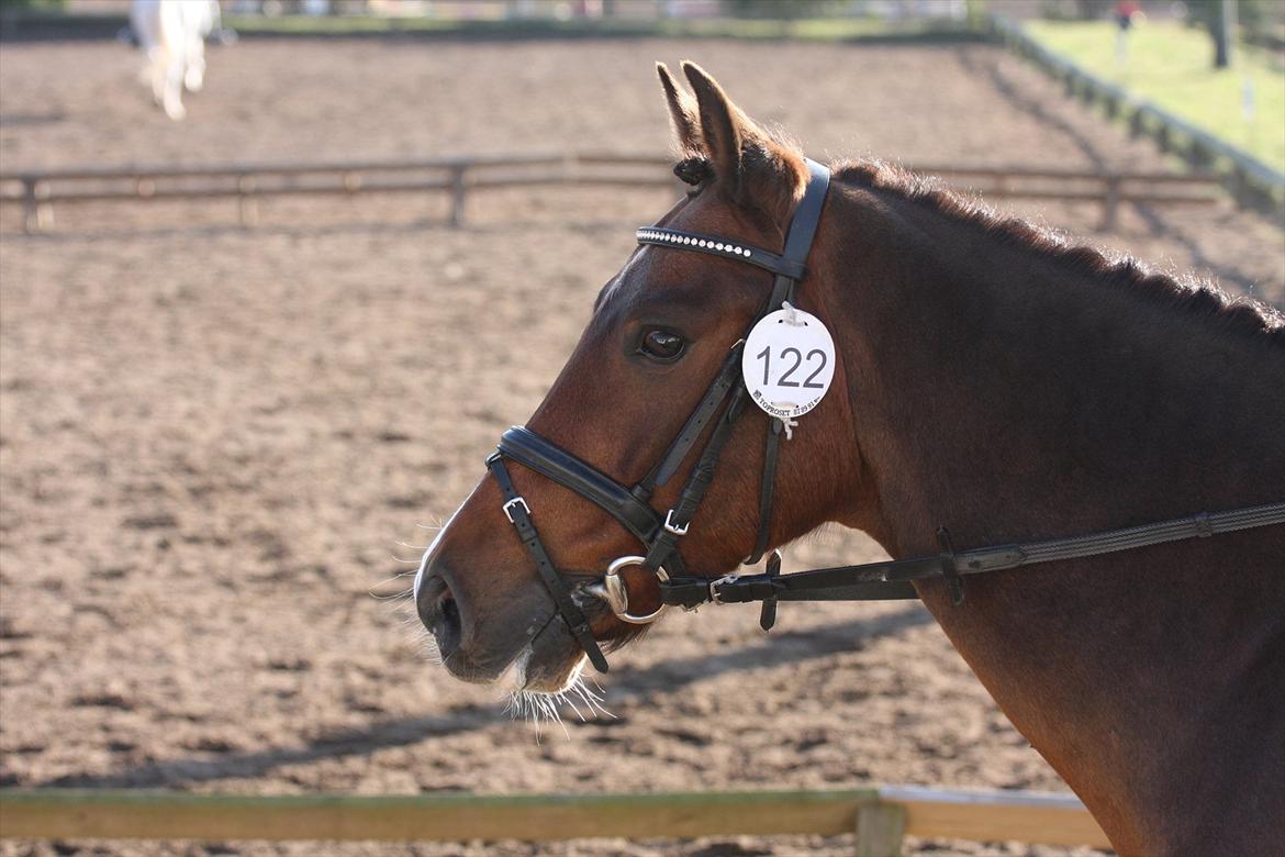 New Forest Odbjergs Elizar - stævne i snorgaarden billede 12