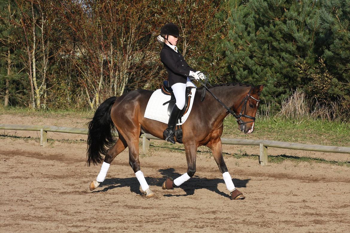 New Forest Odbjergs Elizar billede 13