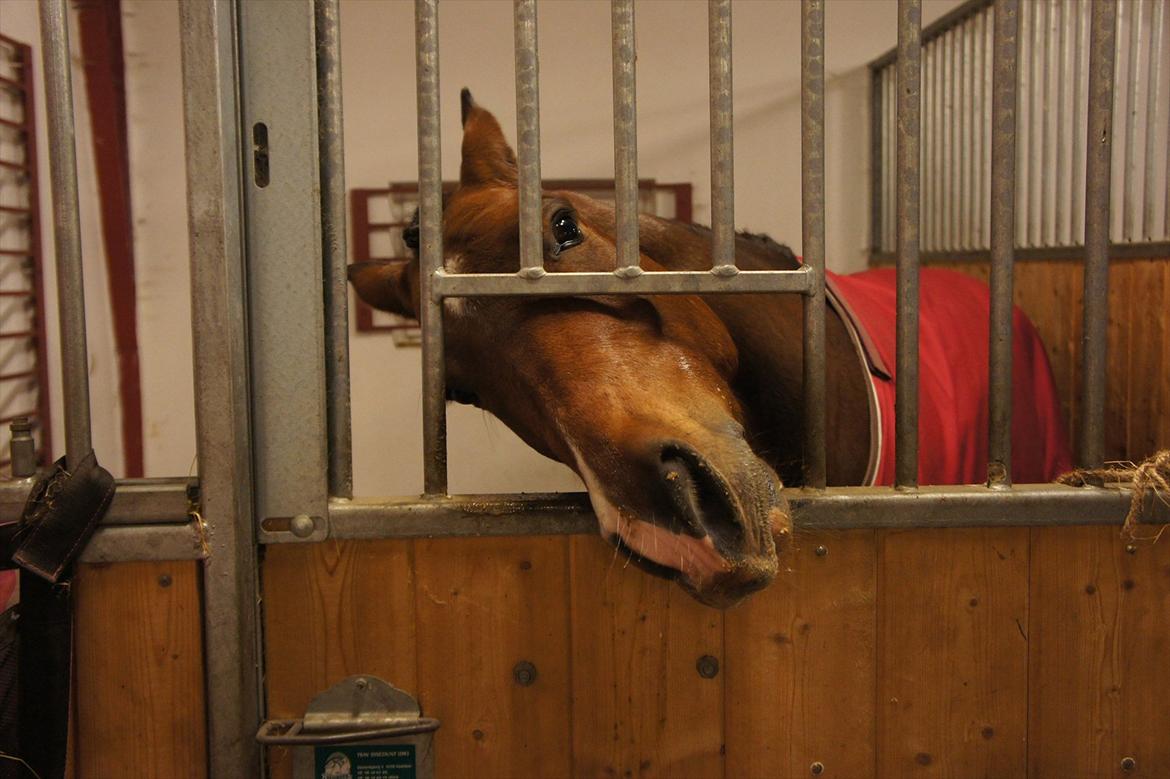 New Forest Odbjergs Elizar billede 16