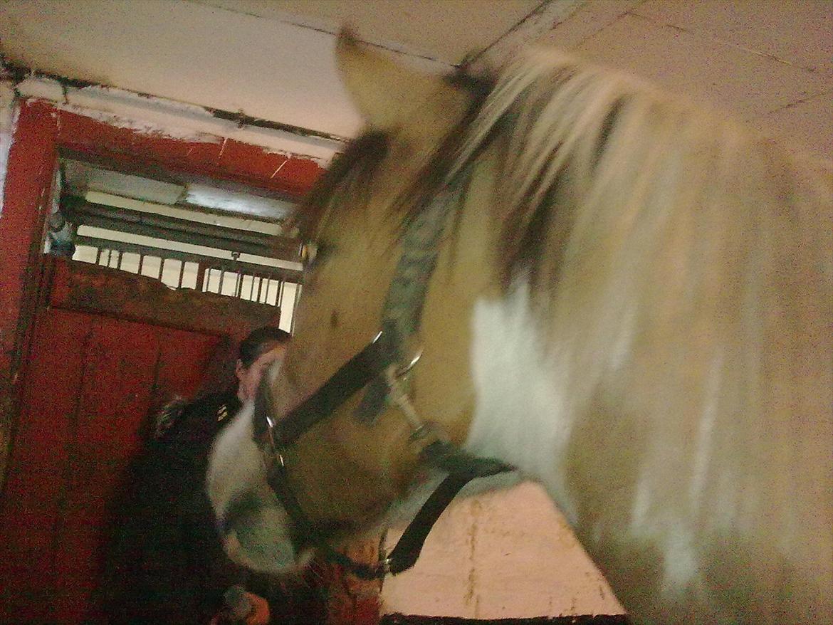 Anden særlig race Hedegårdens Savannah<3my soulmate<3I miss you babe billede 9