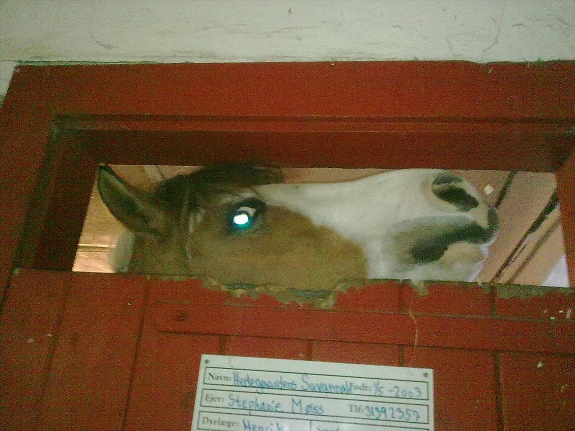 Anden særlig race Hedegårdens Savannah<3my soulmate<3I miss you babe - Sidste gang jeg så Vannah :'( billede 13