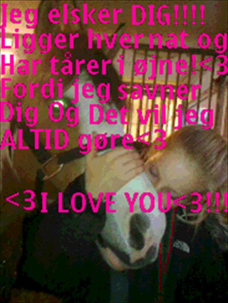 Anden særlig race Hedegårdens Savannah<3my soulmate<3I miss you babe - I miss you! soo much! :') <3 billede 14