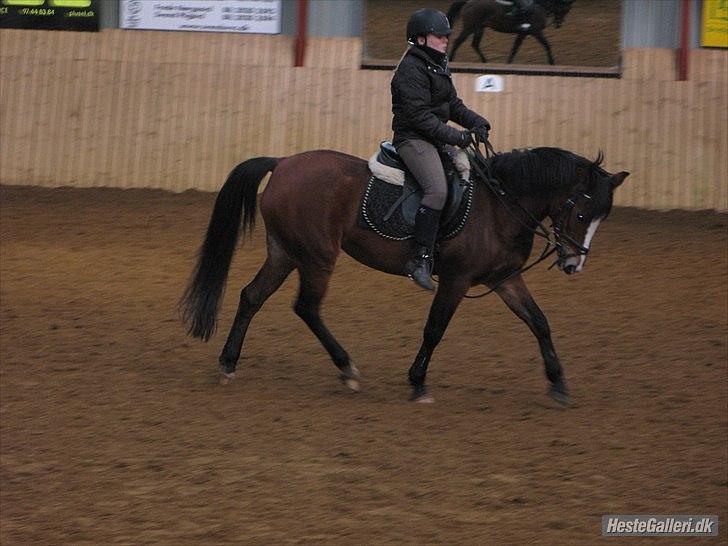 Belgisk Sportspony * Donna Van Stevenshof * - da er fik donna kunne hun ingen ting i dressur og se så lige nu :)  billede 17