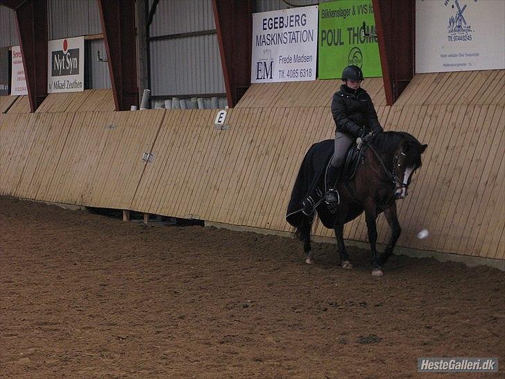 Belgisk Sportspony * Donna Van Stevenshof * - stjerne <3  billede 4