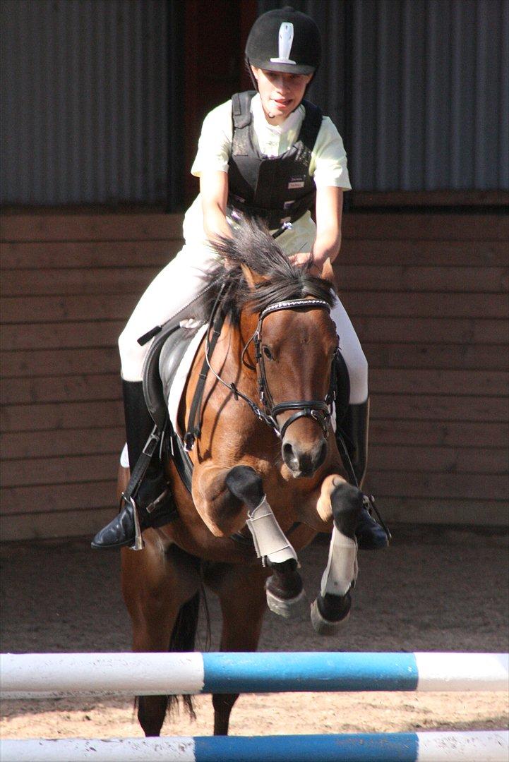 Anden særlig race Zafira  "solgt" - Stævne på MARK billede 12