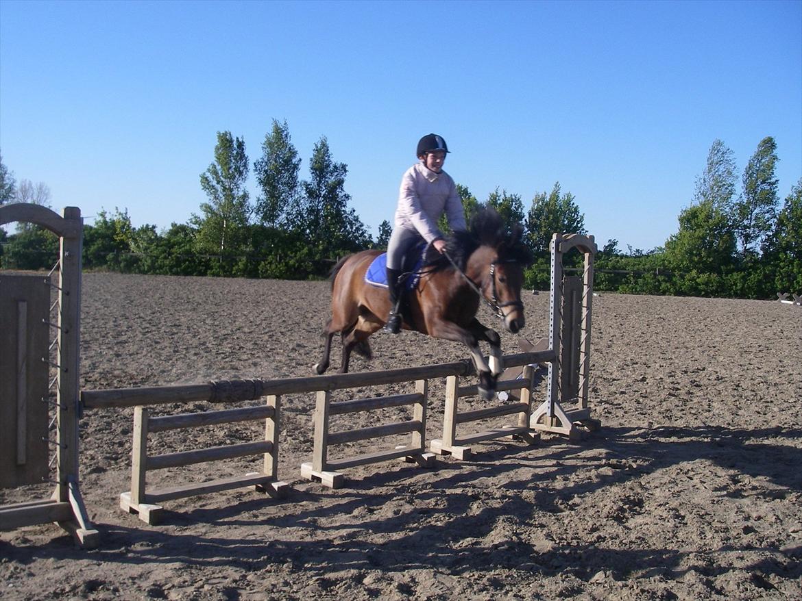 Anden særlig race Zafira  "solgt" - Springning på LSP billede 2