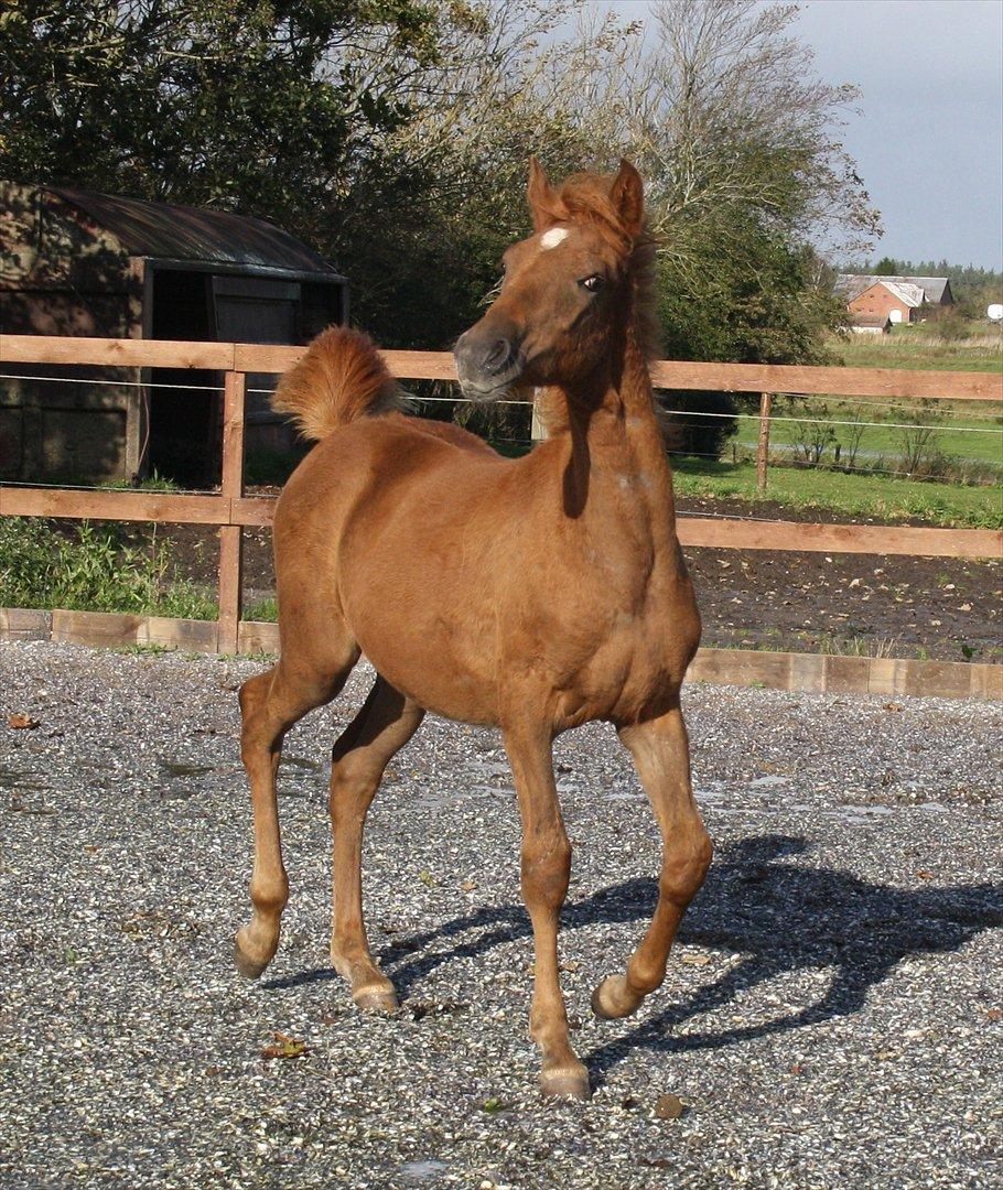 Anden særlig race Wisdoms Ameera ''SOLGT* - Wisdoms Ameera den 11/10-2011 billede 5