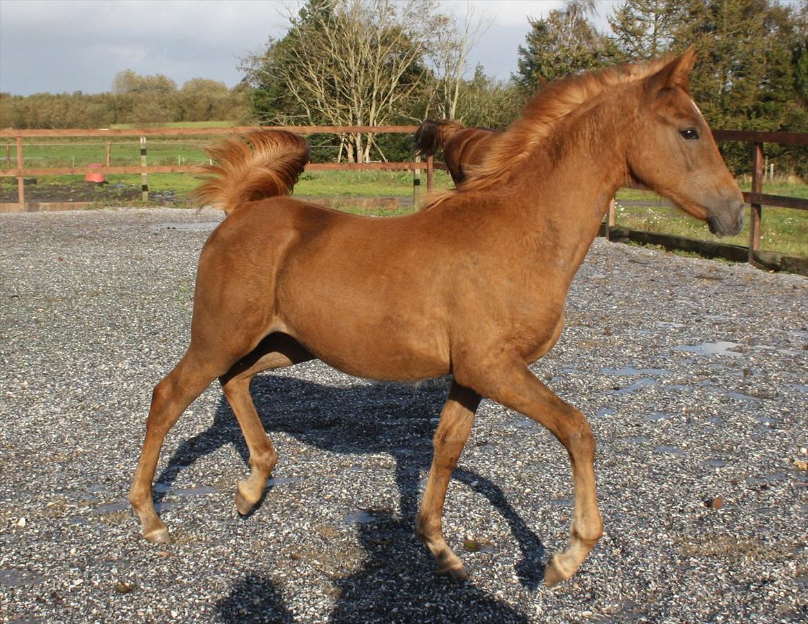 Anden særlig race Wisdoms Ameera ''SOLGT* - Wisdoms Ameera den 11/10-2011 billede 6