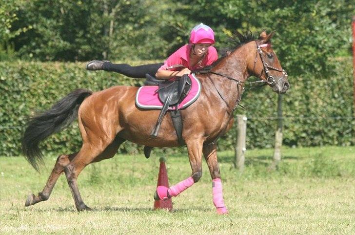 Anden særlig race Dreamcatcher billede 17