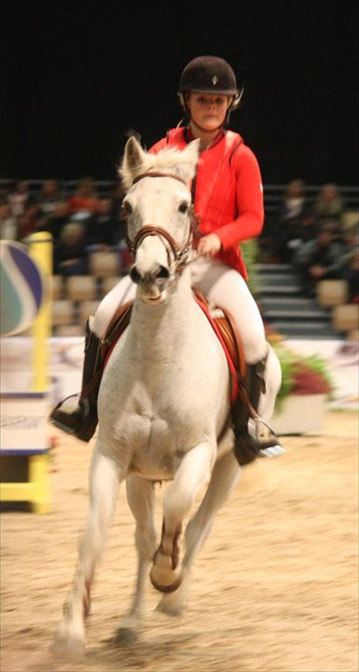 Anden særlig race BOBBY - Bobby og jeg - JBK Horse Shows 2010. (SØJ Foto) billede 8