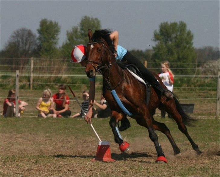 Anden særlig race Dreamcatcher billede 18