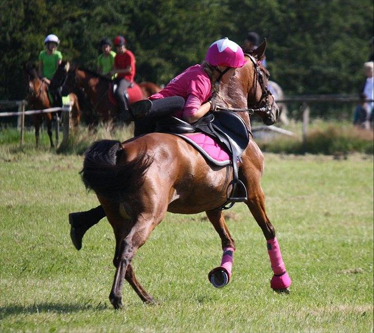Anden særlig race Dreamcatcher - Ophop til DM individuel<3
2011 billede 16