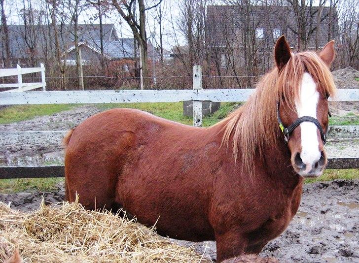 Anden særlig race Gizmo billede 2