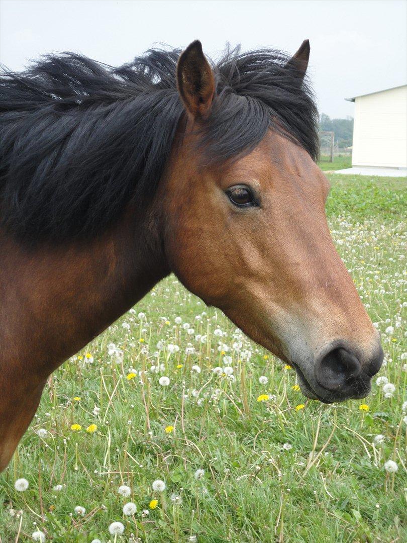 Anden særlig race Zafira  "solgt" billede 15