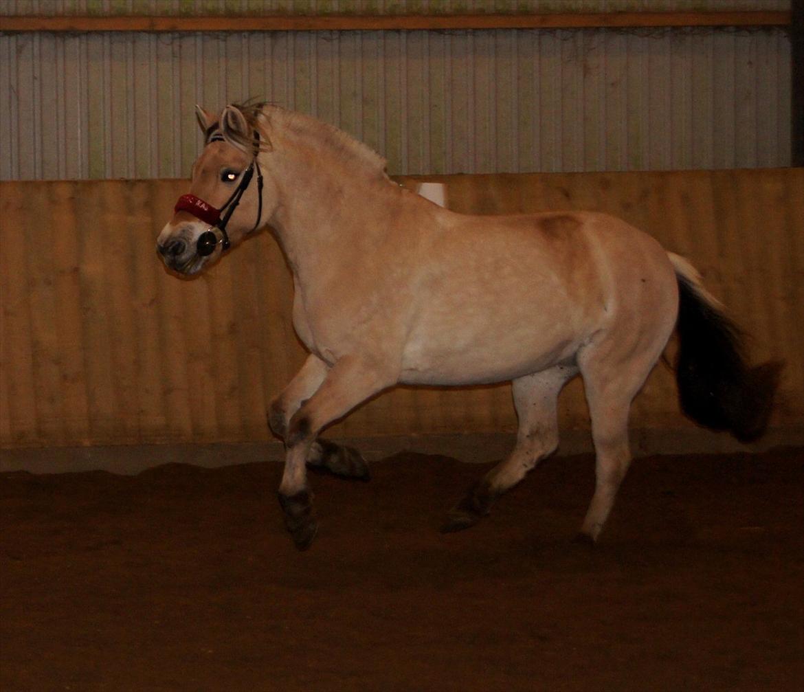 Fjordhest Puk AkA Hyper ungen! *Tid. Låne* - 11) fuld gallop inde i ridehallen:-)  billede 13