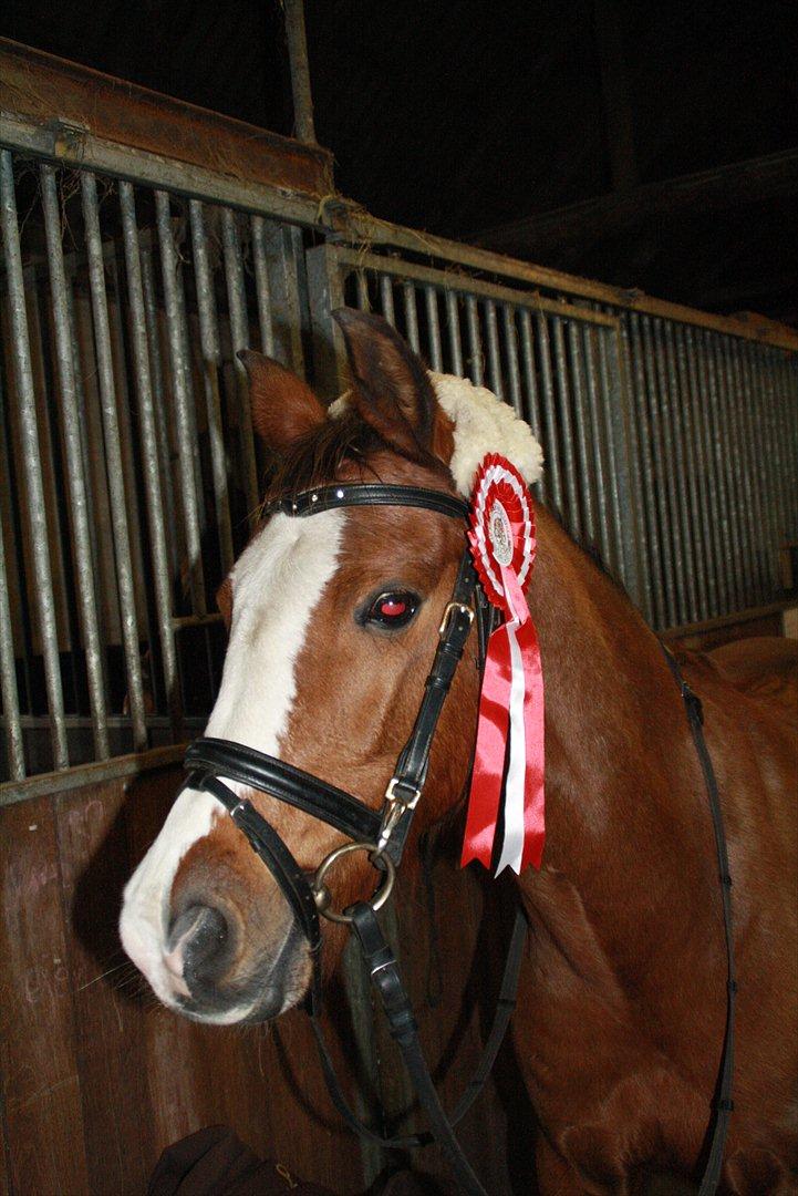 Anden særlig race Lady - 1. Plads LB procent klasse, Red LB2 billede 5