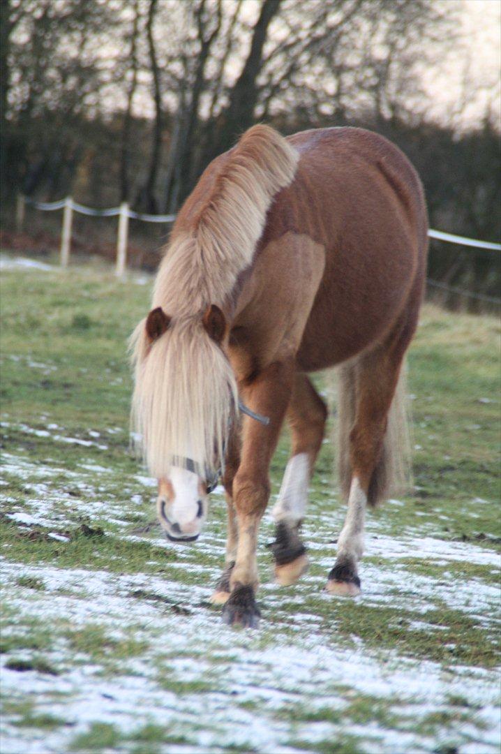 Hollandsk Sportspony Mads billede 8