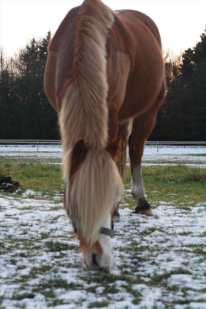 Hollandsk Sportspony Mads billede 3
