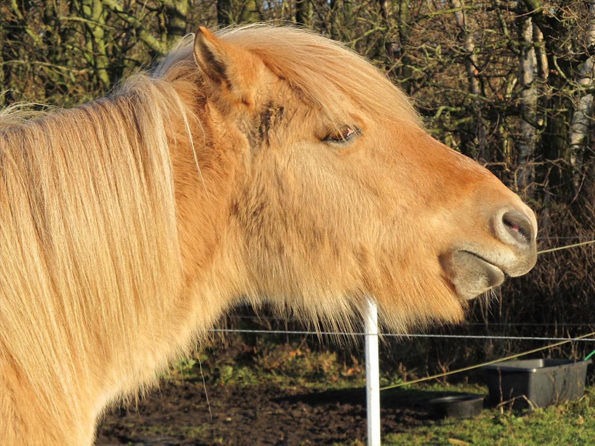 Islænder /Fjordhest, Pippi (Nÿpa) billede 19