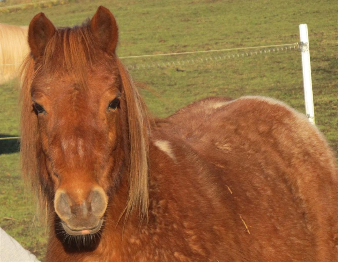 Shetlænder /Islænder Rasmus Klump. billede 1