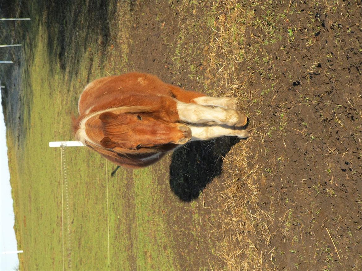 Shetlænder /Islænder Rasmus Klump. billede 17