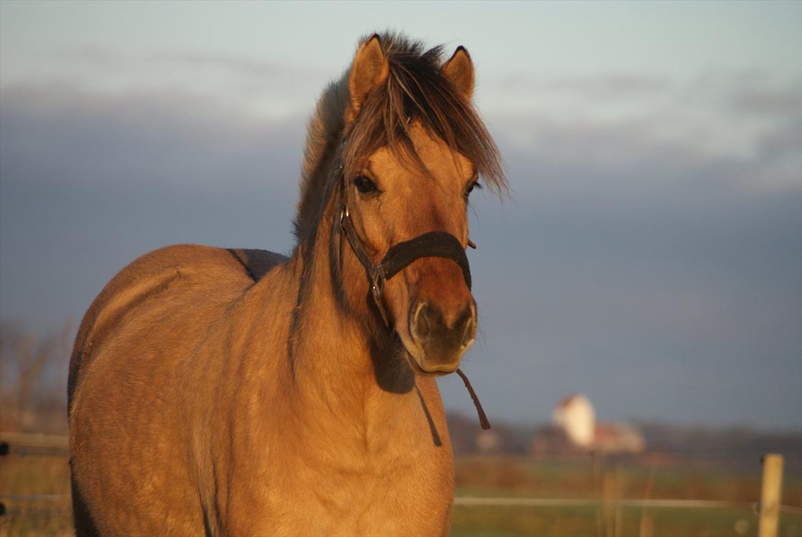 Anden særlig race Pepsi - Pepsi 21/12-11 billede 1