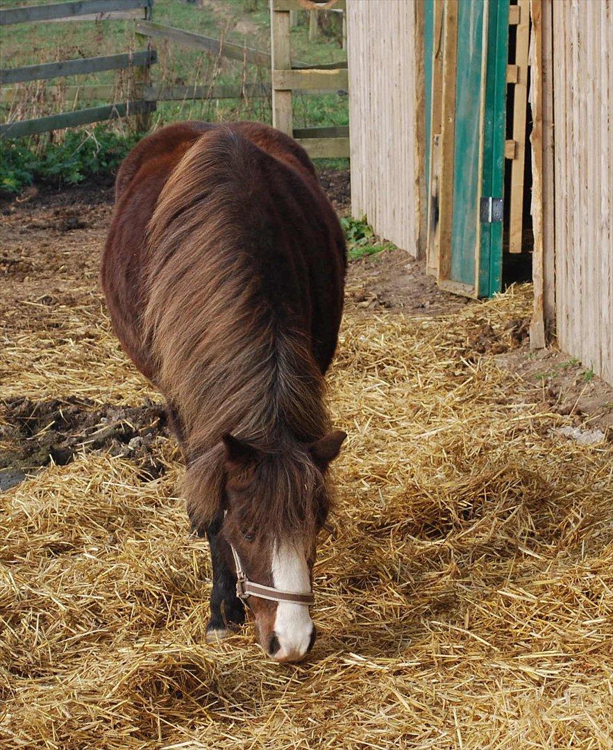 Welsh Mountain (sec A) Mosedalens Kiro-BasseMand - Himmelhest billede 20