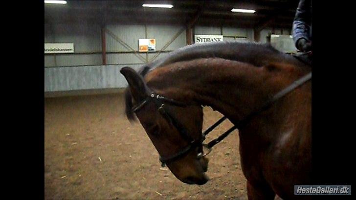 Traver Cindy Vestermarken (Aflivet) (Prinsessen<3) R.I.P - Cindy går til biddet med sara på ryggen ;D billede 19