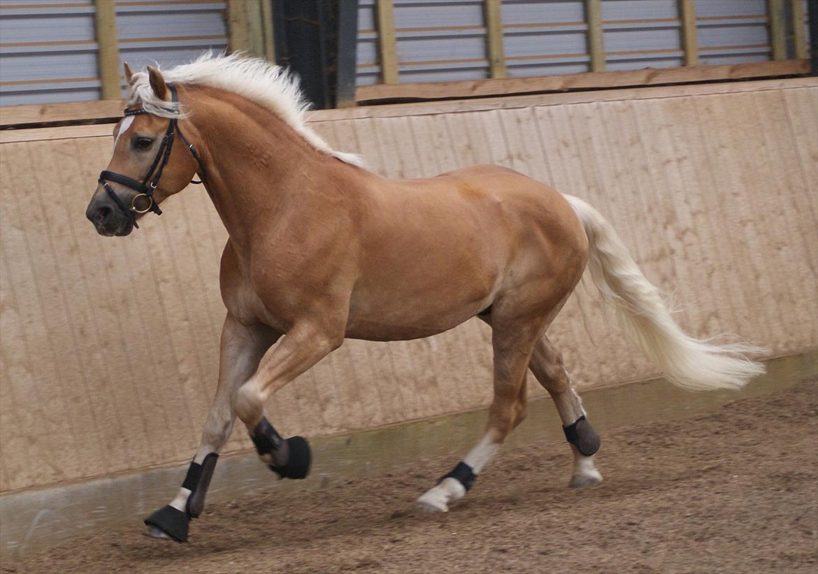 Haflinger STACHUS - Min skønne Stachus basse! :D  billede 12