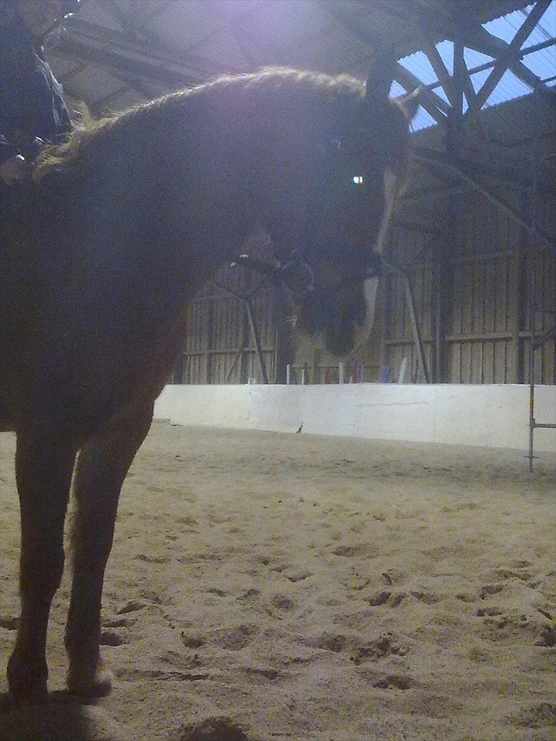 Anden særlig race Thunder Boy billede 1