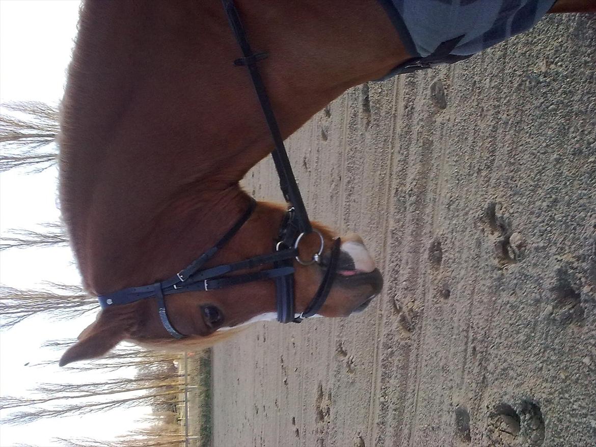 Anden særlig race Thunder Boy billede 2