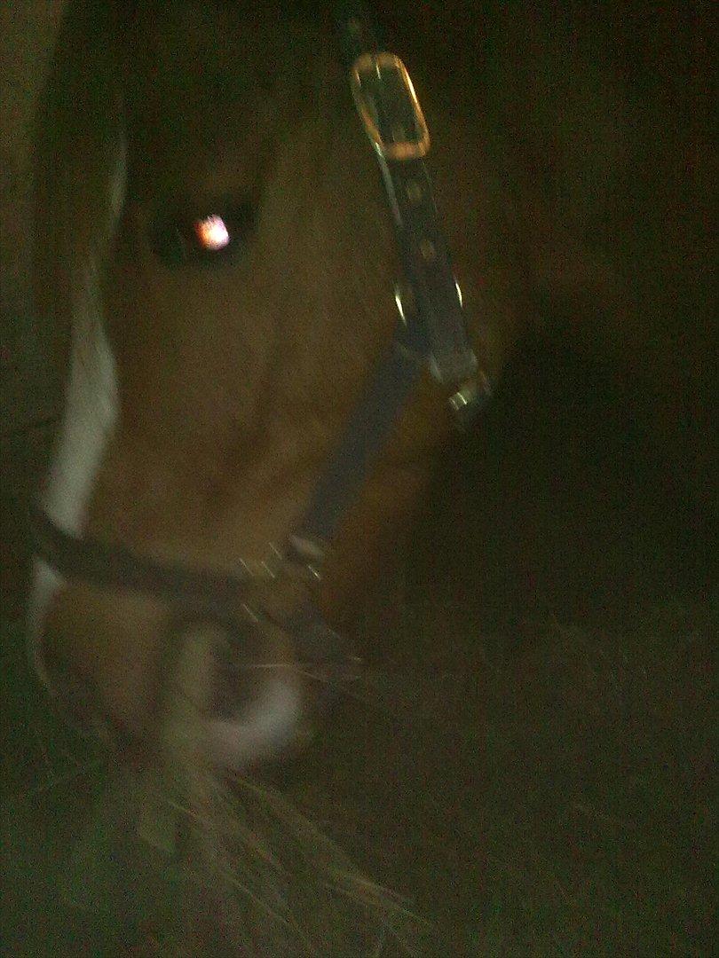 Anden særlig race Thunder Boy billede 3