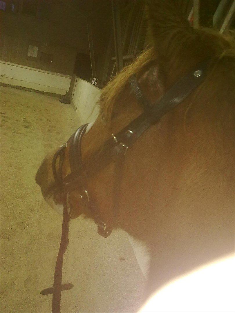 Anden særlig race Thunder Boy billede 4