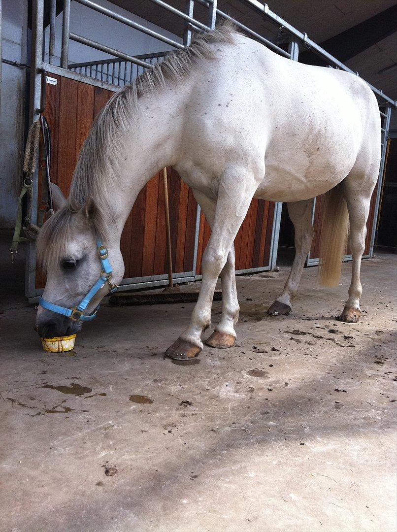 Welsh Partbred (Sec F) Zafir billede 16