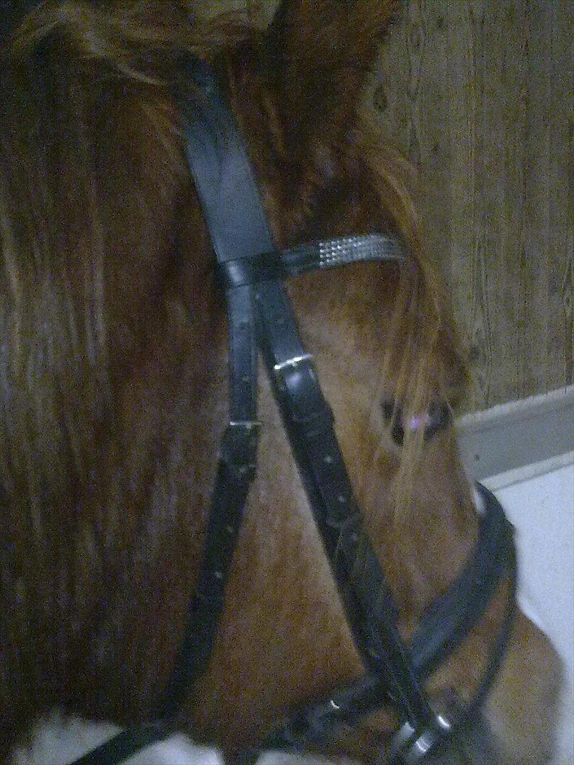 Anden særlig race Thunder Boy billede 8