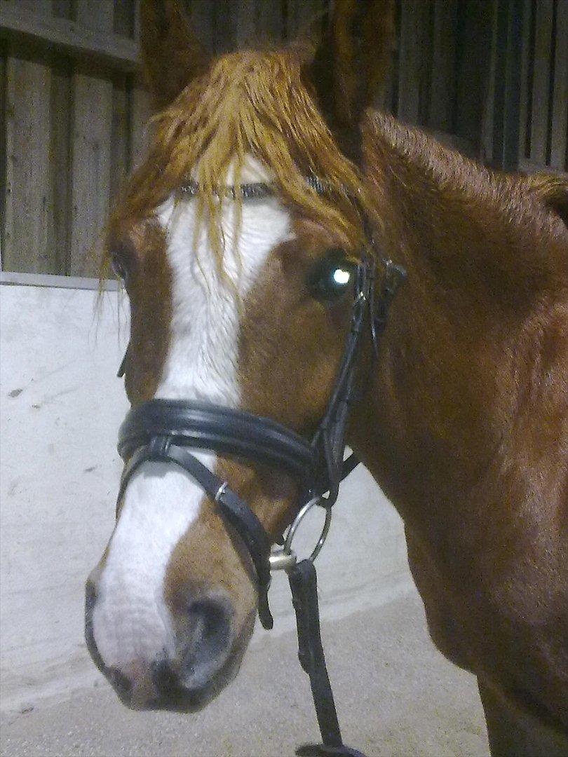 Anden særlig race Thunder Boy billede 9