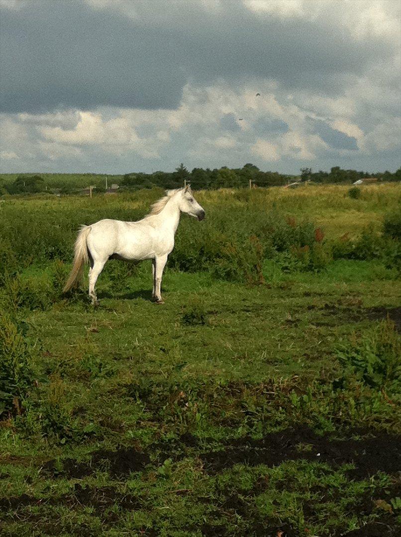 Welsh Partbred (Sec F) Zafir billede 17