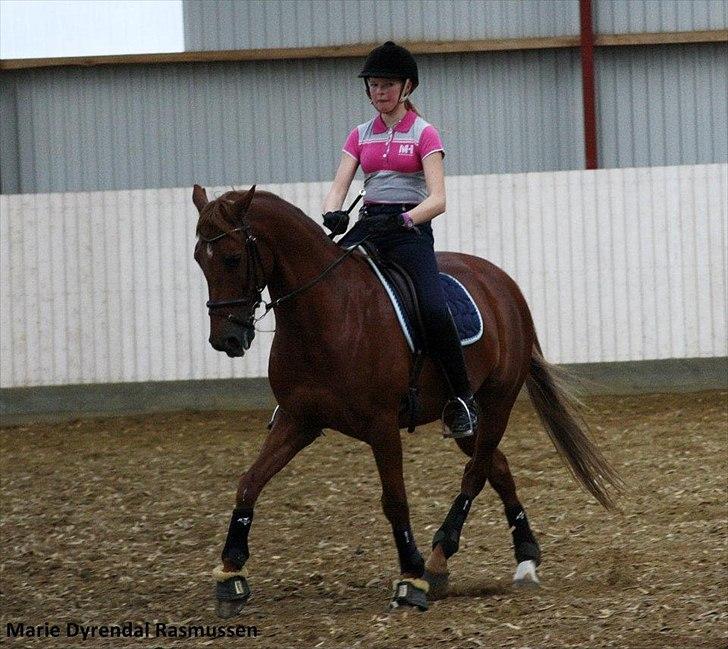 Hollandsk Sportspony Frans  -Solgt- :´( - virkelig fin traversade :) dejlige skønne pony <3 billede 6