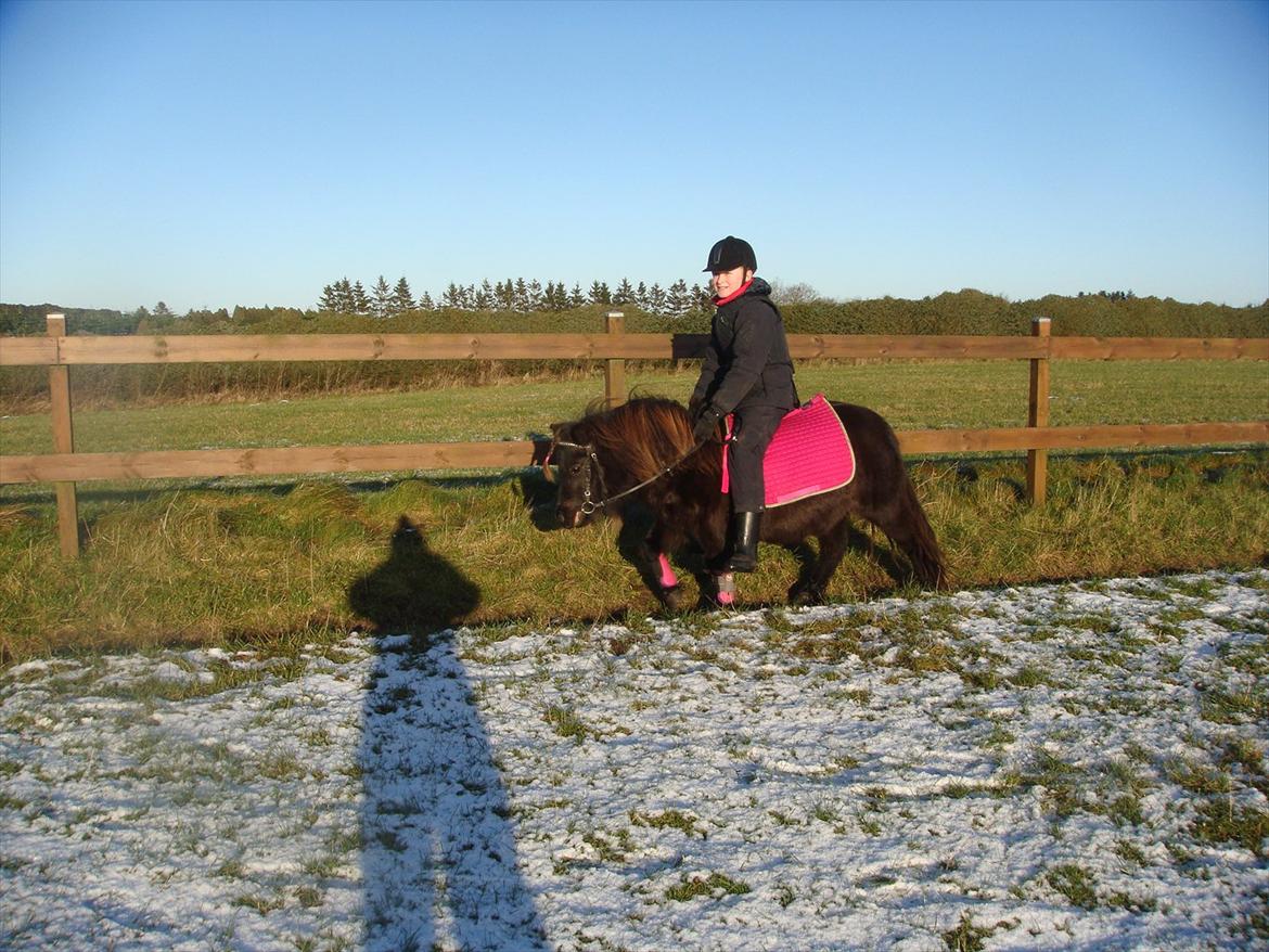 Shetlænder Savanna   billede 16
