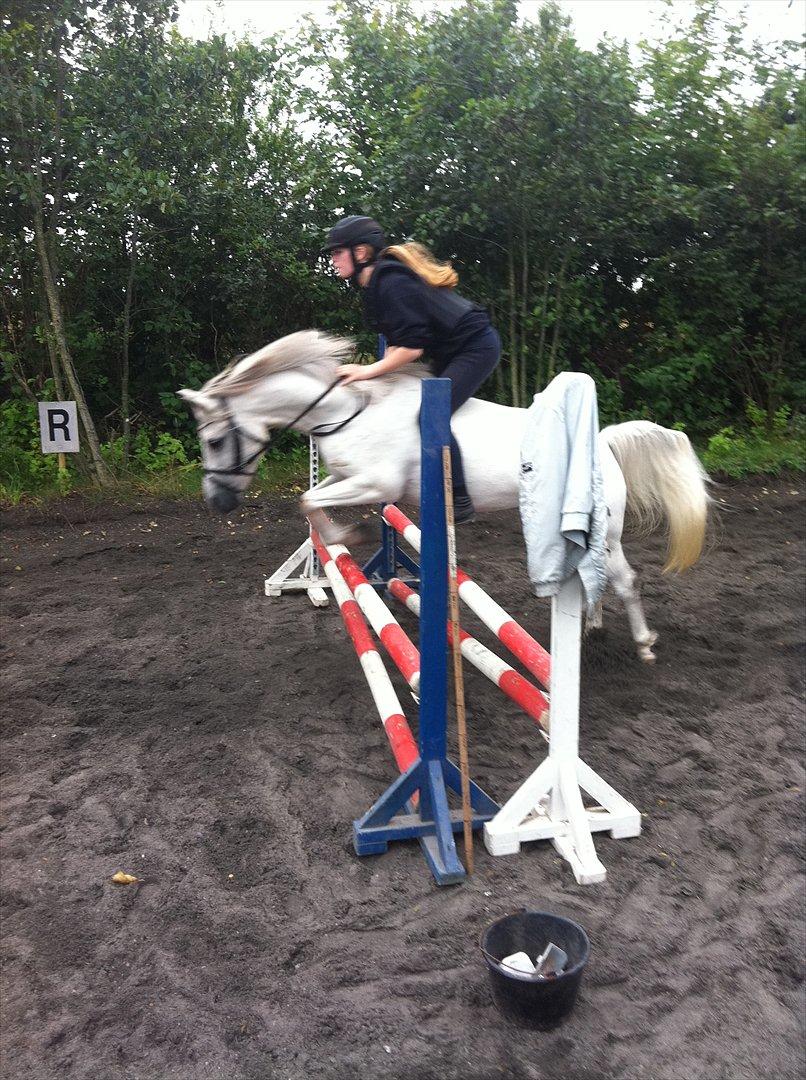 Welsh Partbred (Sec F) Zafir billede 18