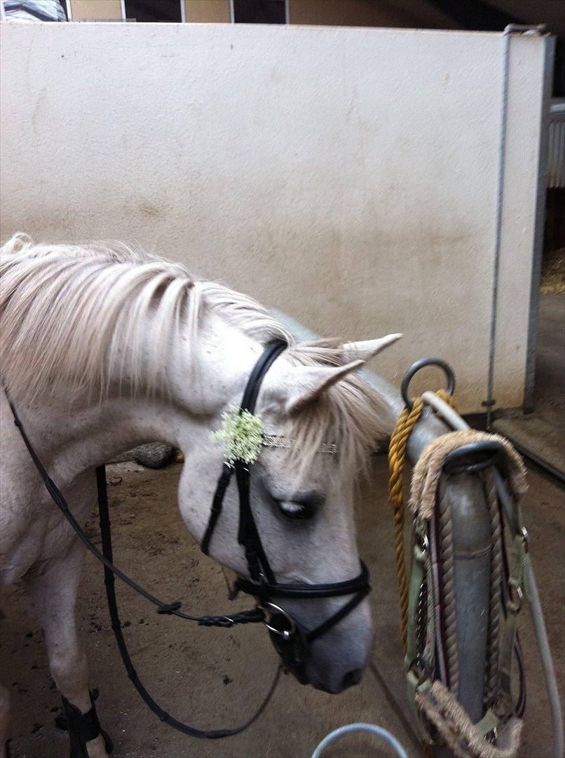 Welsh Partbred (Sec F) Zafir billede 19