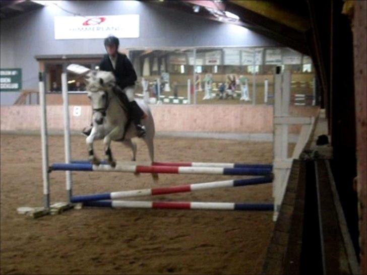 Welsh Partbred (Sec F) Zafir billede 20