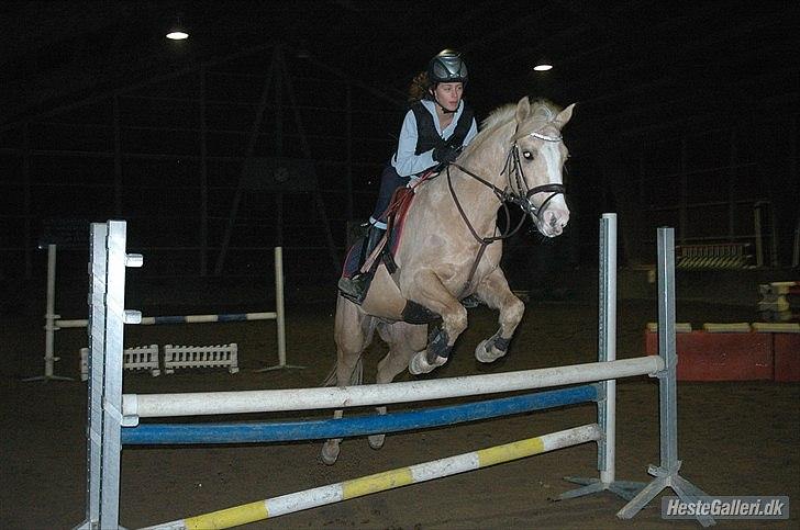 Palomino Yabadoo - Yaba i en LB kombination! :D foto: Anja K H billede 2