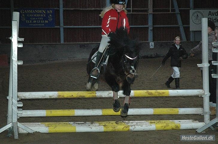 Welsh Mountain (sec A) Englyst Flame  - Taget af Anja Helge
 billede 19