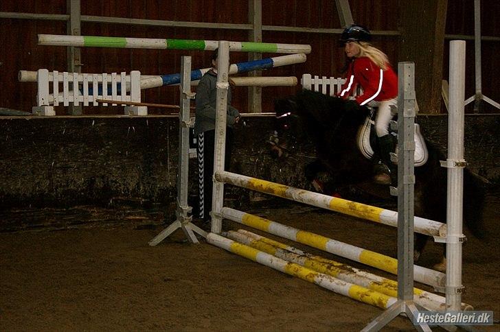 Welsh Mountain (sec A) Englyst Flame  - Taget af Lina L. billede 20