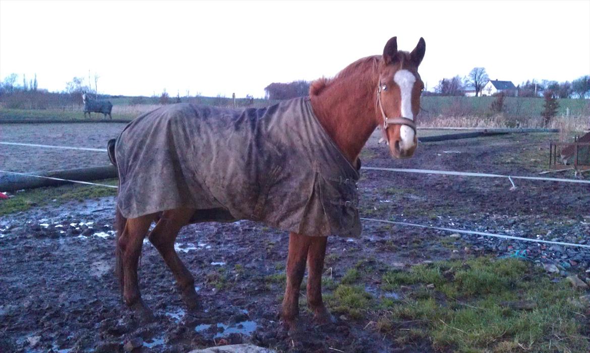Frederiksborg Mie Bøgelund billede 18