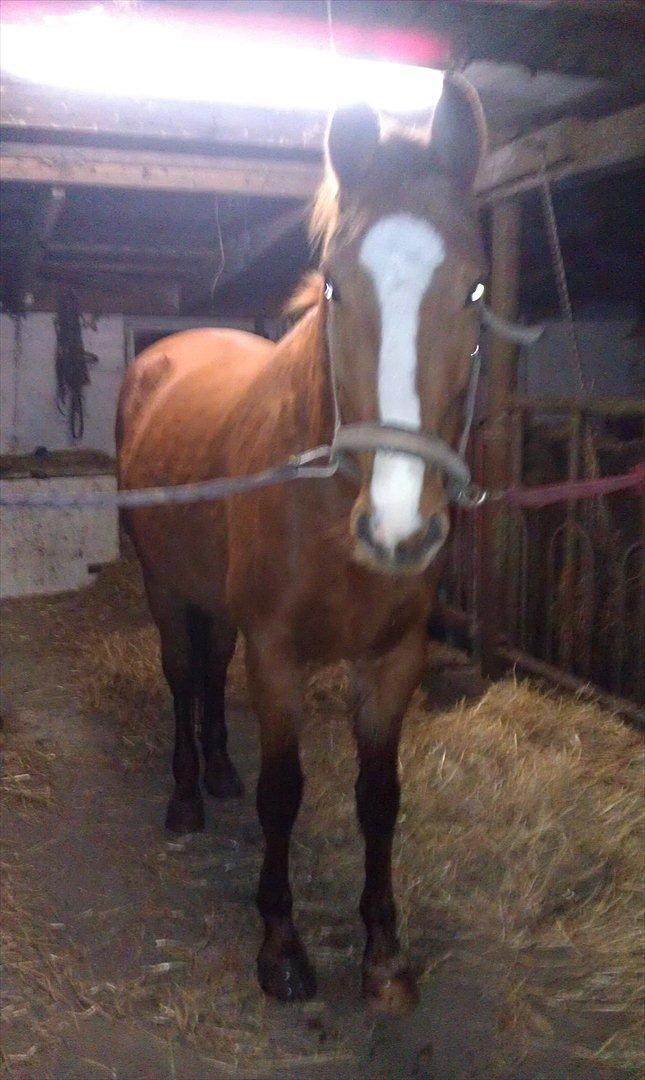 Frederiksborg Mie Bøgelund billede 13